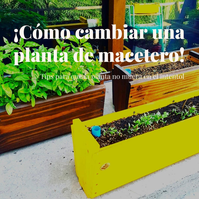¿Cómo cambiar una planta de macetero?