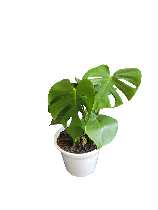 Monstera Deliciosa