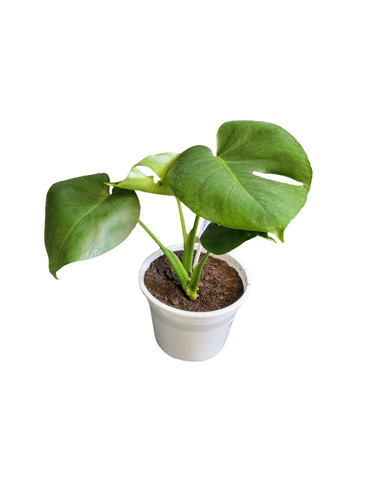 Monstera Deliciosa