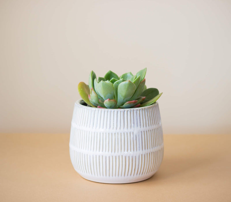 Macetero Cerámica María Clara