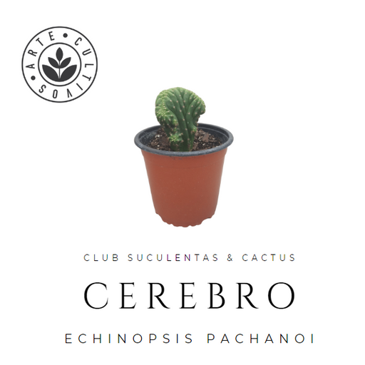 Cactus Cerebro (Echinopsis pachanoi)