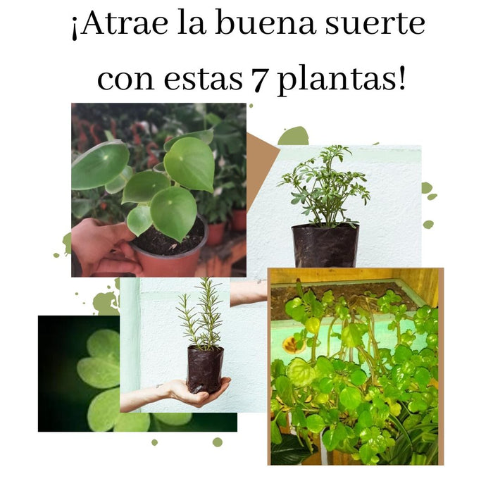 ¡Atrae la buena suerte con estas 7 plantas!