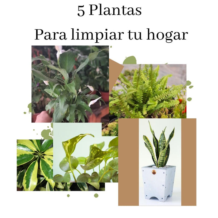 5 Plantas para purificar el aire de tu hogar