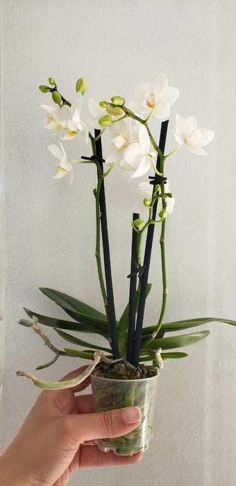 ¿Cómo cuidar tu orquídea?