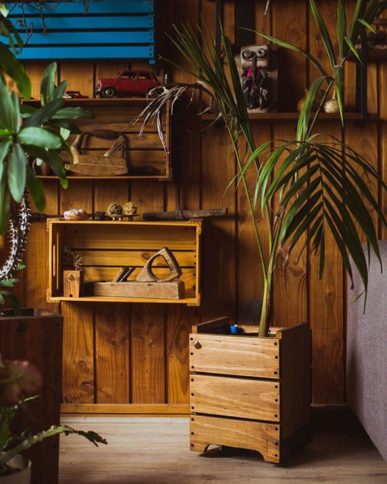 Otros tips para tus plantas en invierno