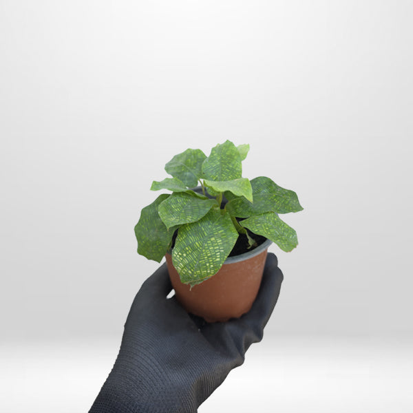 Calathea network