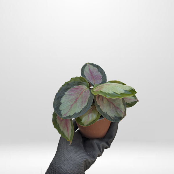 Calathea roseopicta rosy