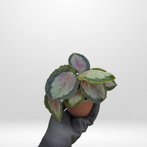 Calathea roseopicta rosy