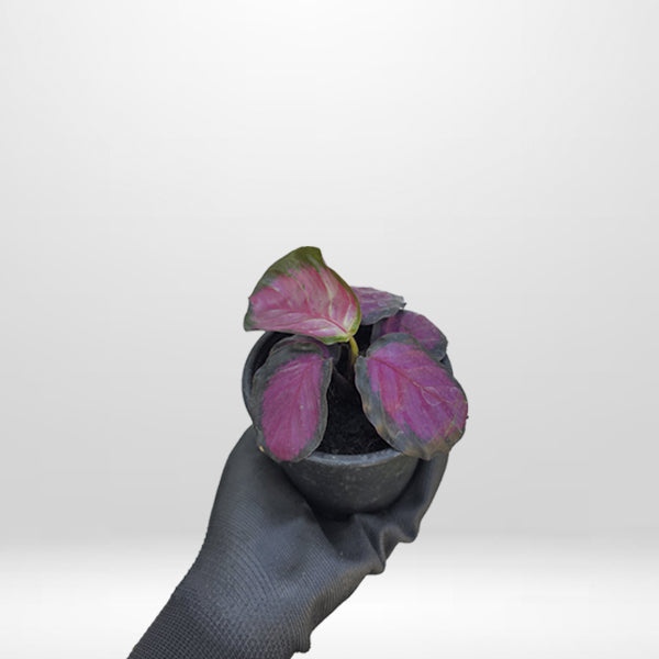 Calathea roseopicta rosy