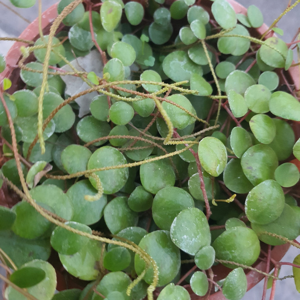 Planta Peperomia Pepperspot, foto 2 – Artecultivos