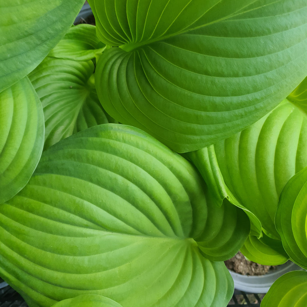 Hostas