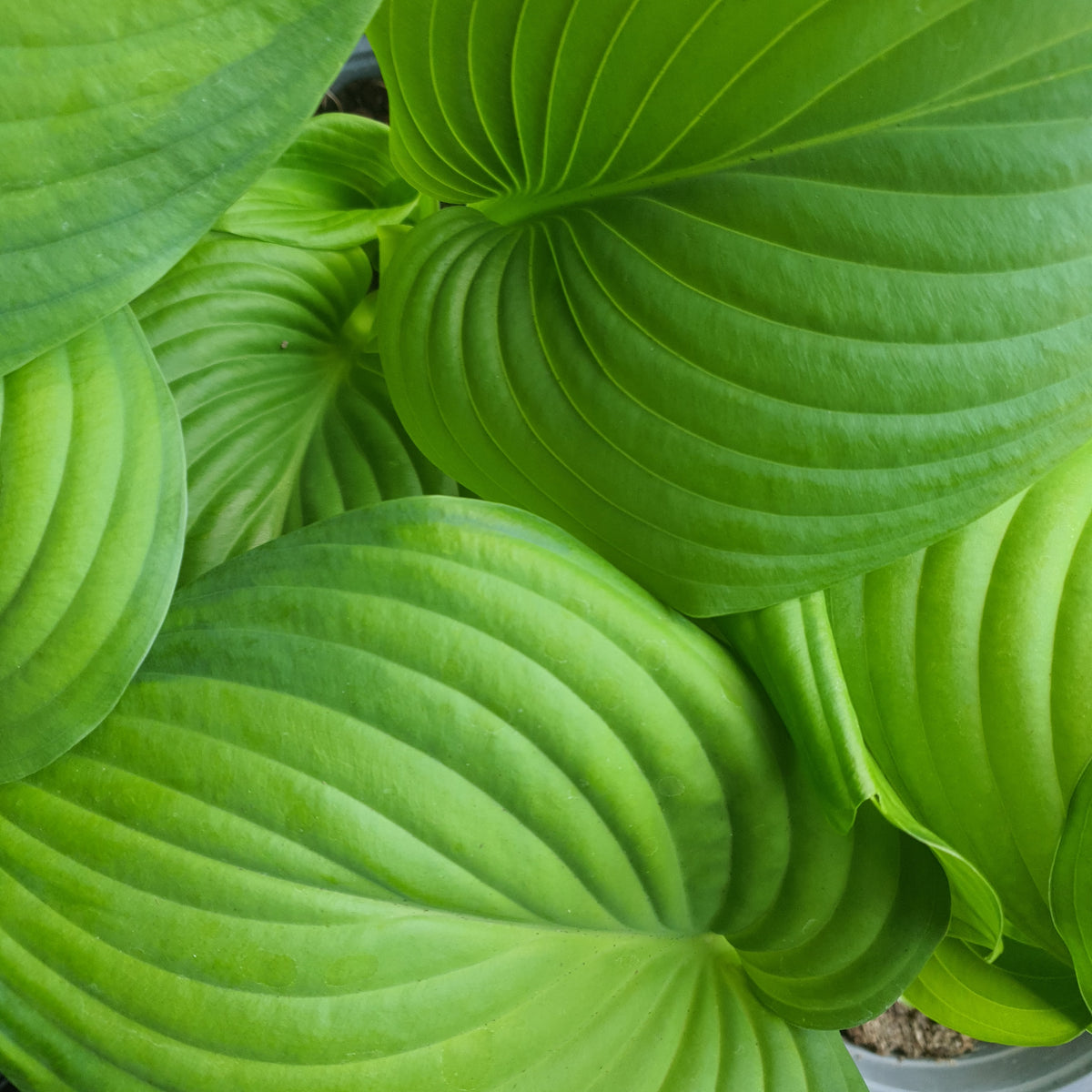 Hostas