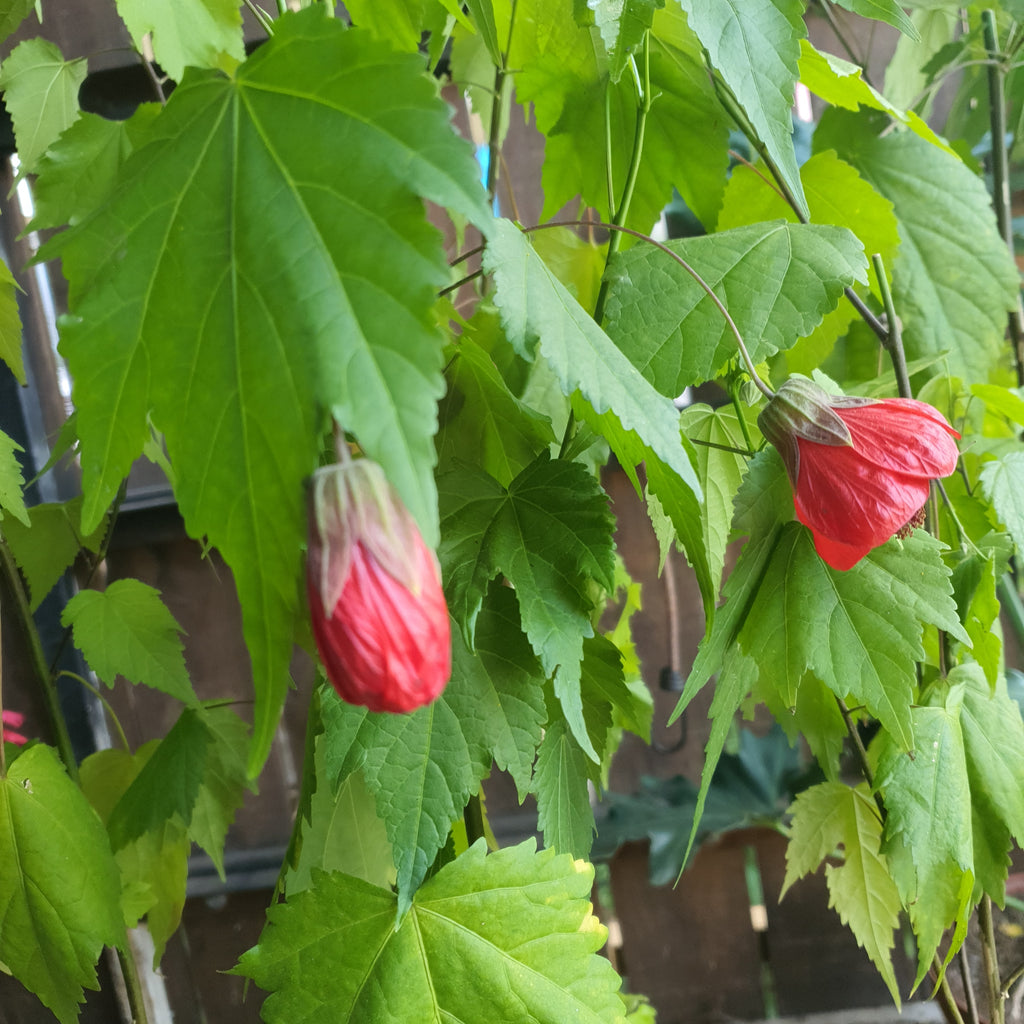 Abutilon