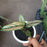 Planta Calathea Ornata