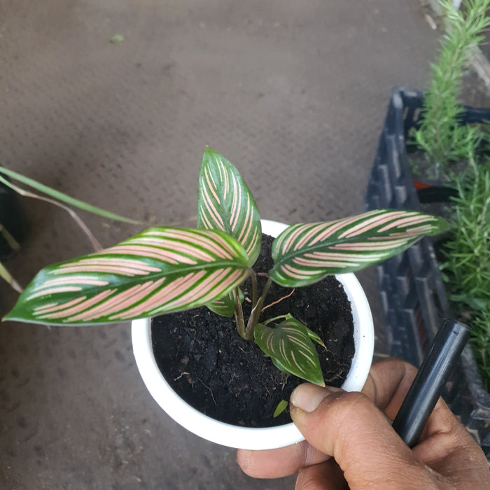 Planta Calathea Ornata