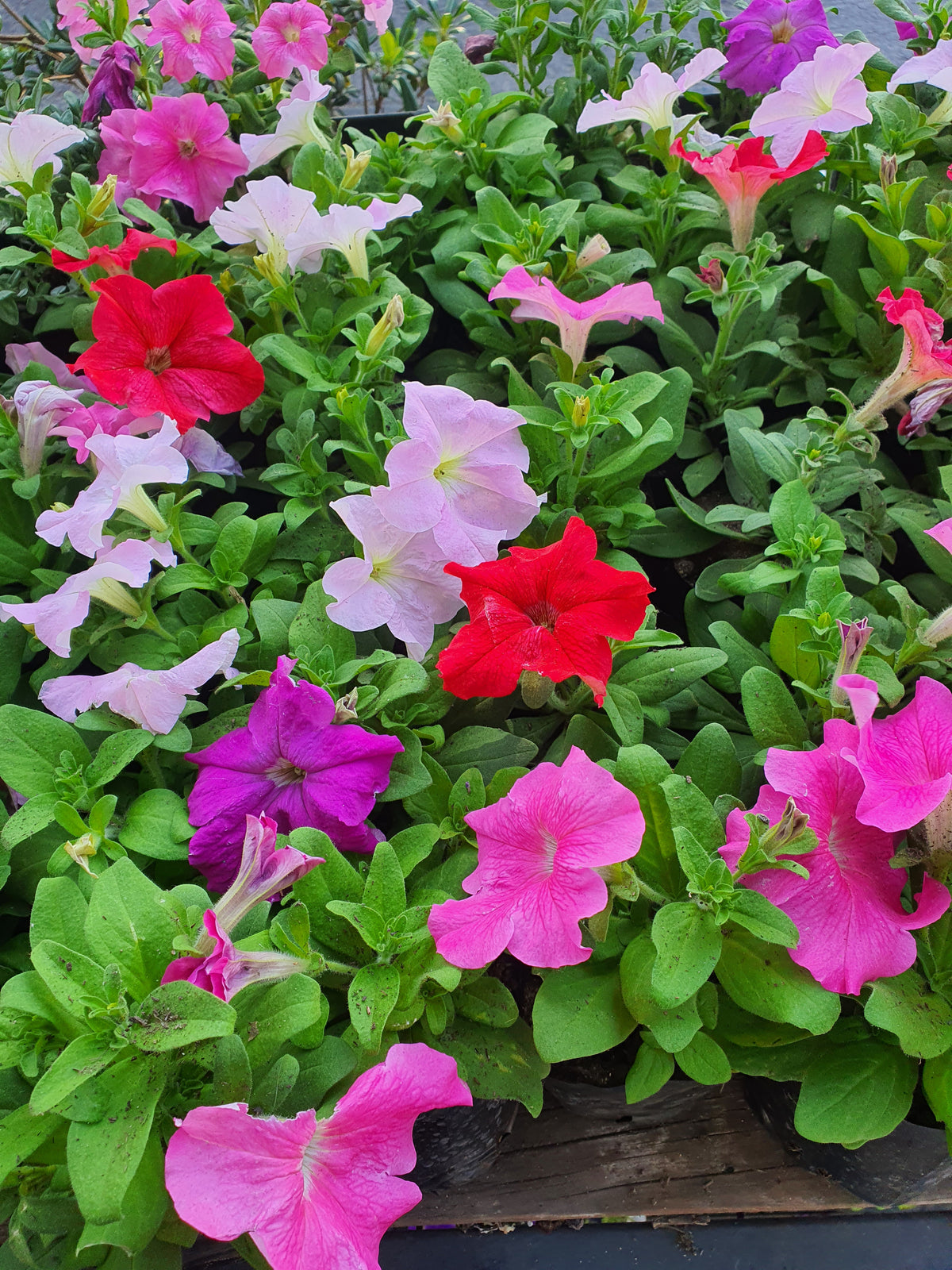 Planta Petunia, foto 2 – Artecultivos