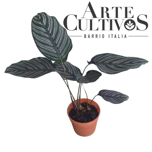 Planta Calathea ornata, foto 2 – Artecultivos