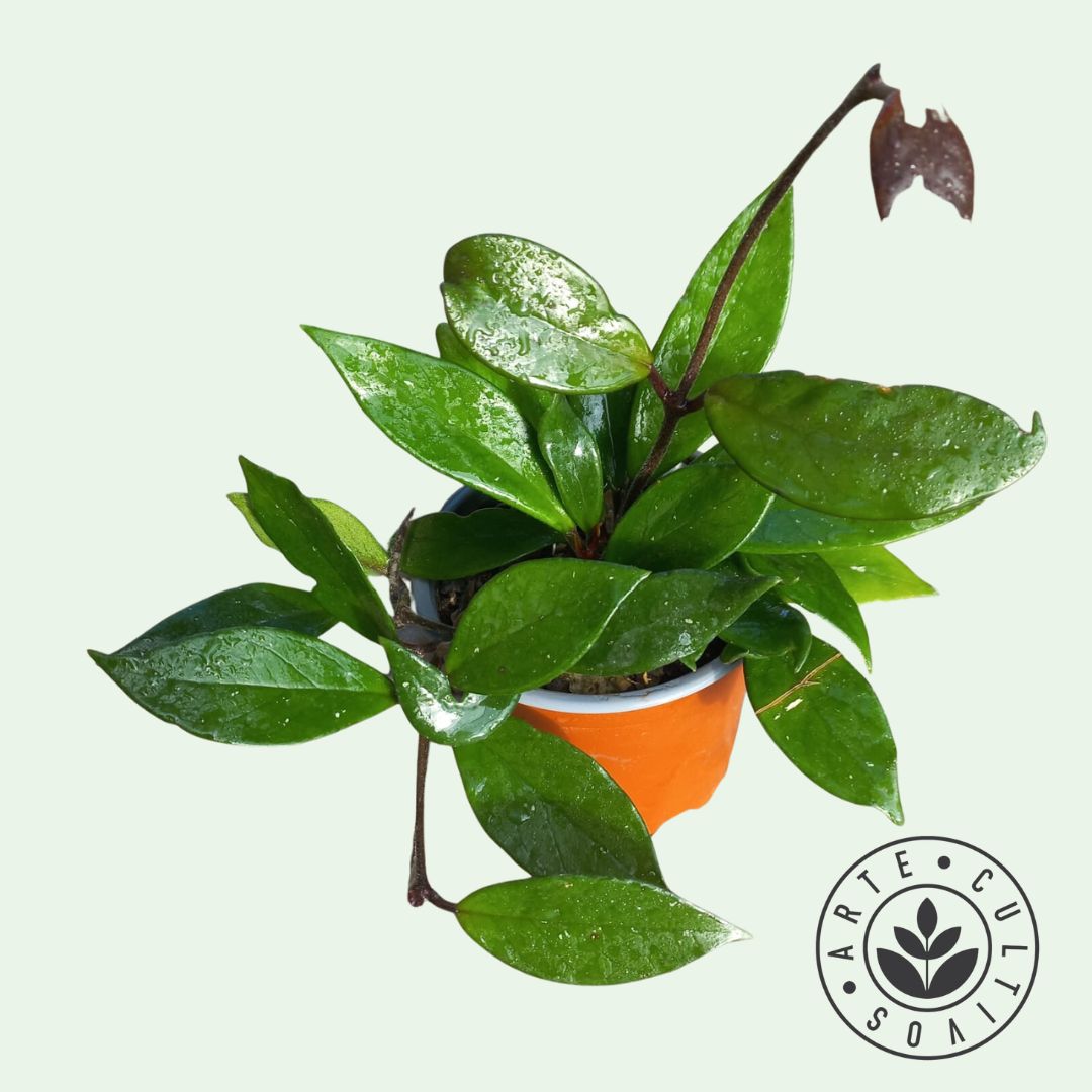Planta Clepia, foto 2 – Artecultivos