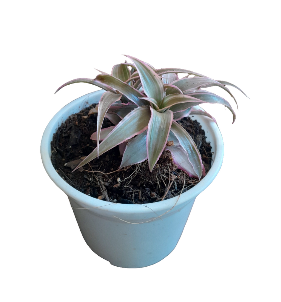 Bromelia cryptanthus pink