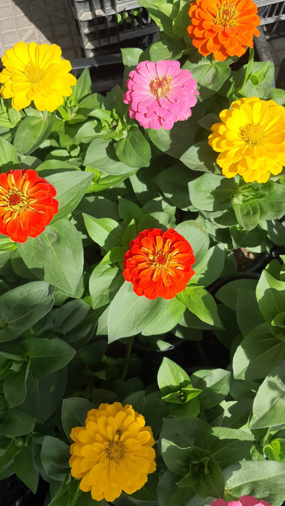Zinnias