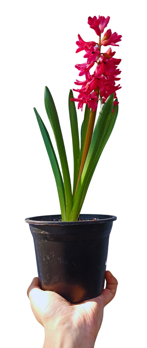 Jacinto (hyacinthus orientalis)