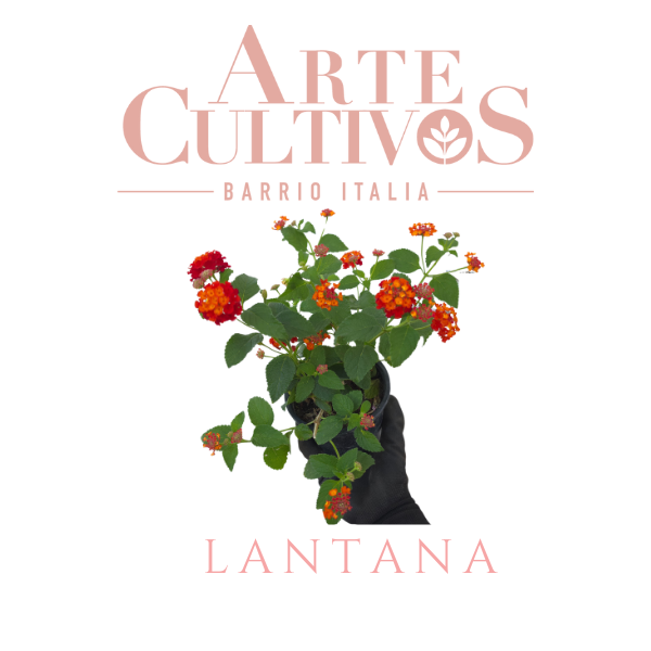 Lantana Camara