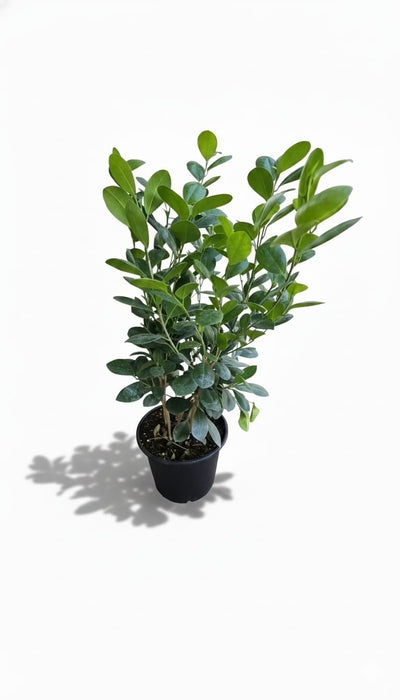 Ficus Retusa (Ginsen)