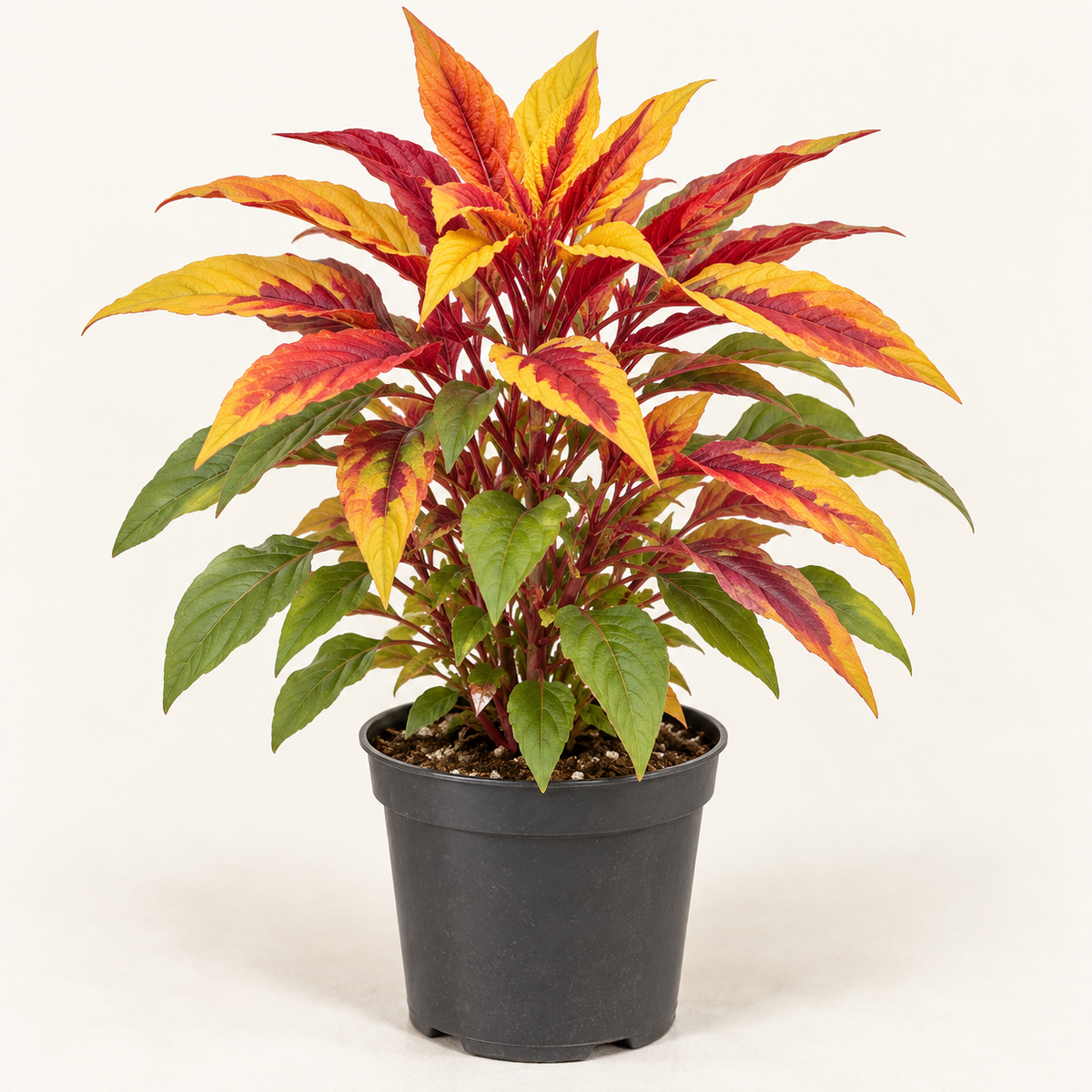 Planta Amaranta tricolor, imagen referencial – Artecultivos