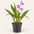 Planta Bletilla (Bletilla striata), imagen referencial – Artecultivos