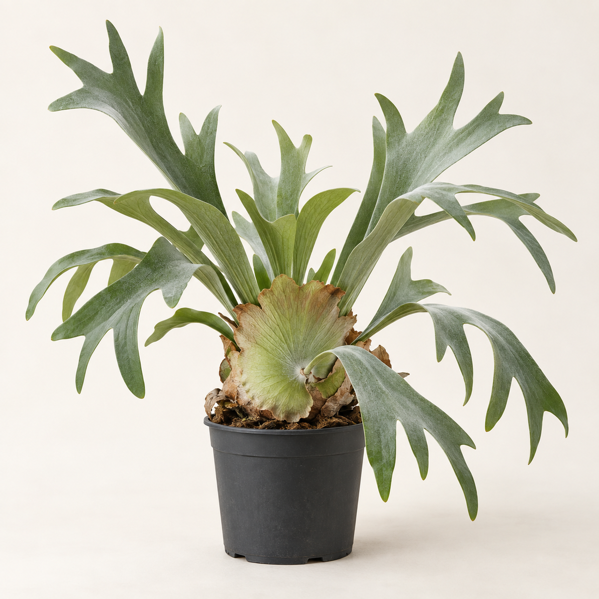 Planta Helecho cuerno de alce, imagen referencial – Artecultivos