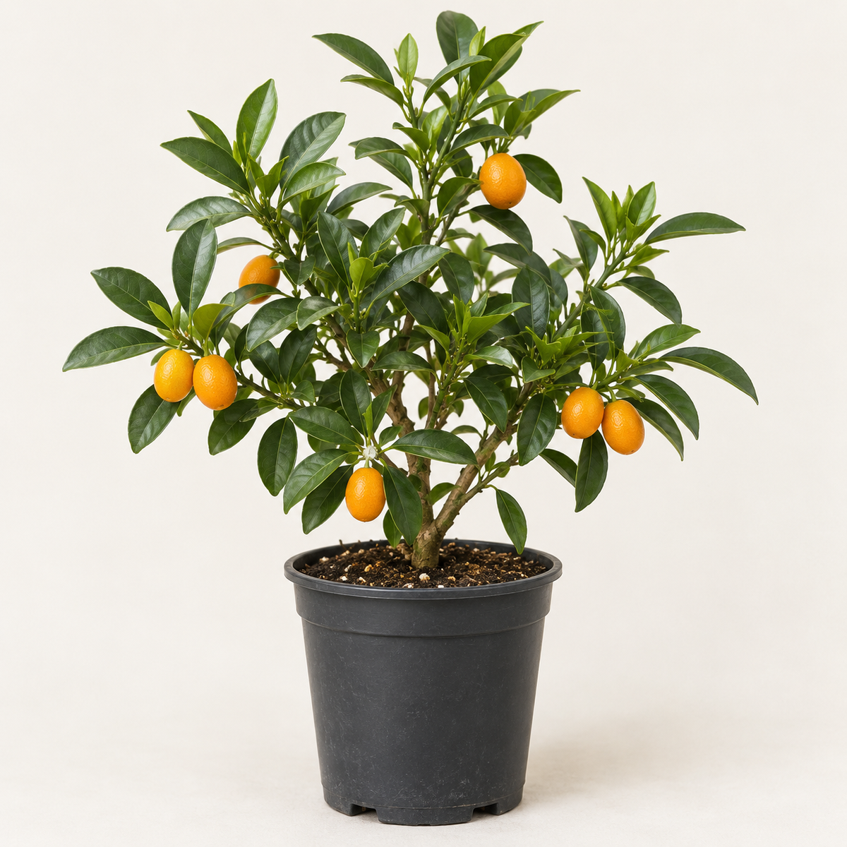 Planta Kumquat (Citrus japonica), imagen referencial – Artecultivos