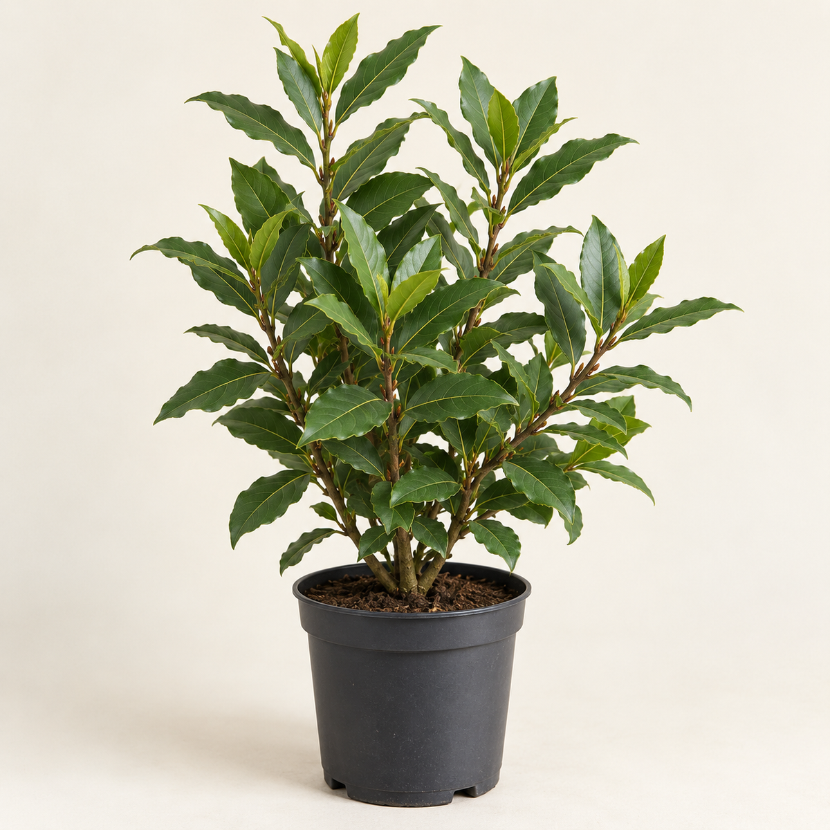 Planta Laurel (Laurus nobilis), imagen referencial – Artecultivos