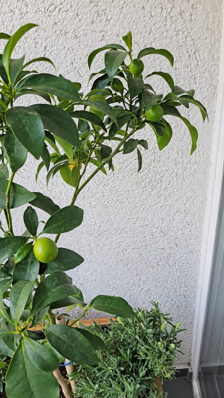 Detalle de las plantas de la jardinera — Fotografía retocada