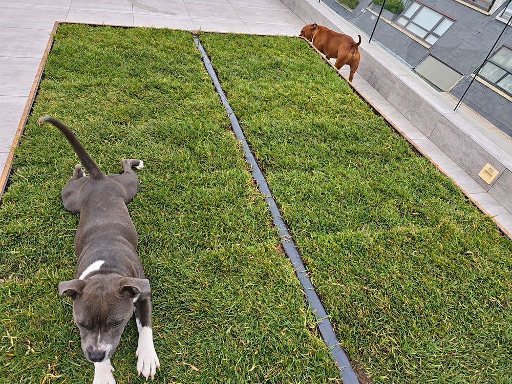 Perros disfrutando del césped de la maceta — Fotografía retocada