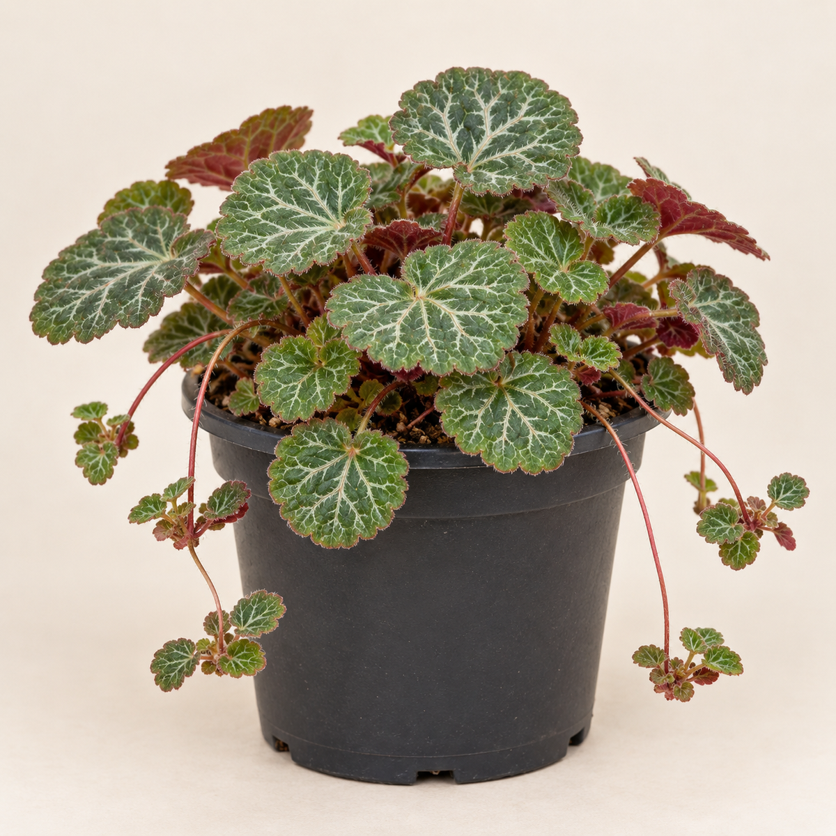 Saxifraga — imagen referencial generada con IA