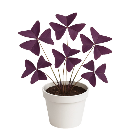 Trébol Oxalis (trébol morado)