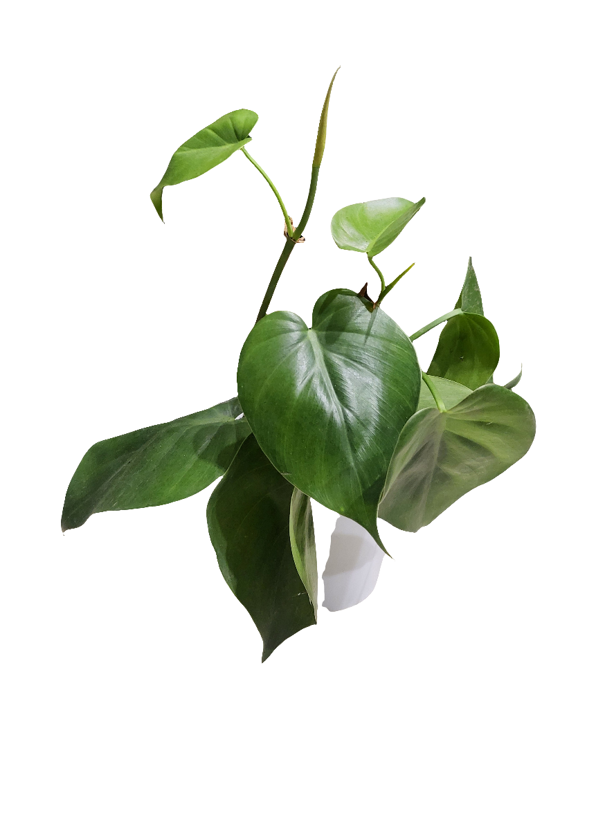 Philodendro hederaceum