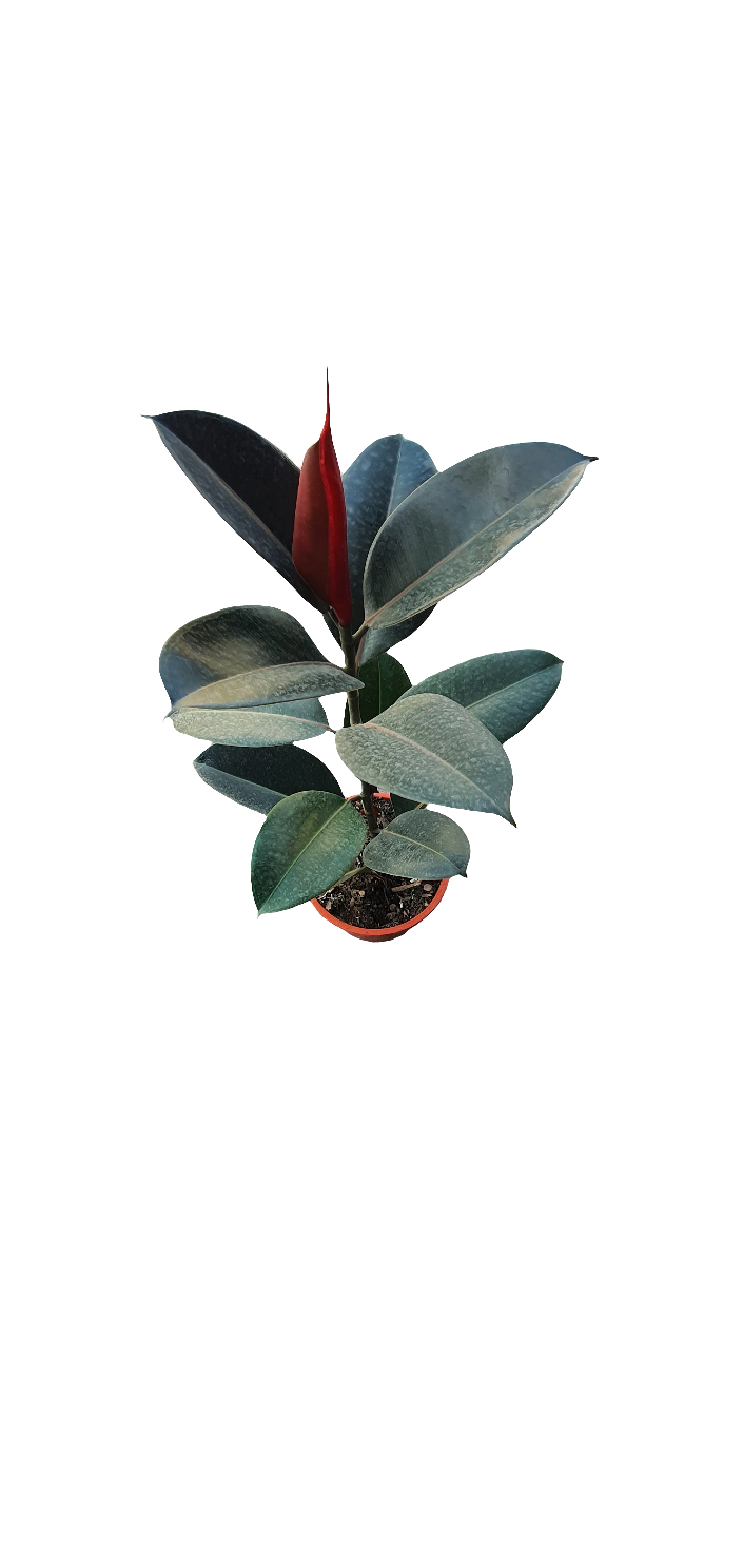 Planta Gomero Burgundy, foto 2 – Artecultivos