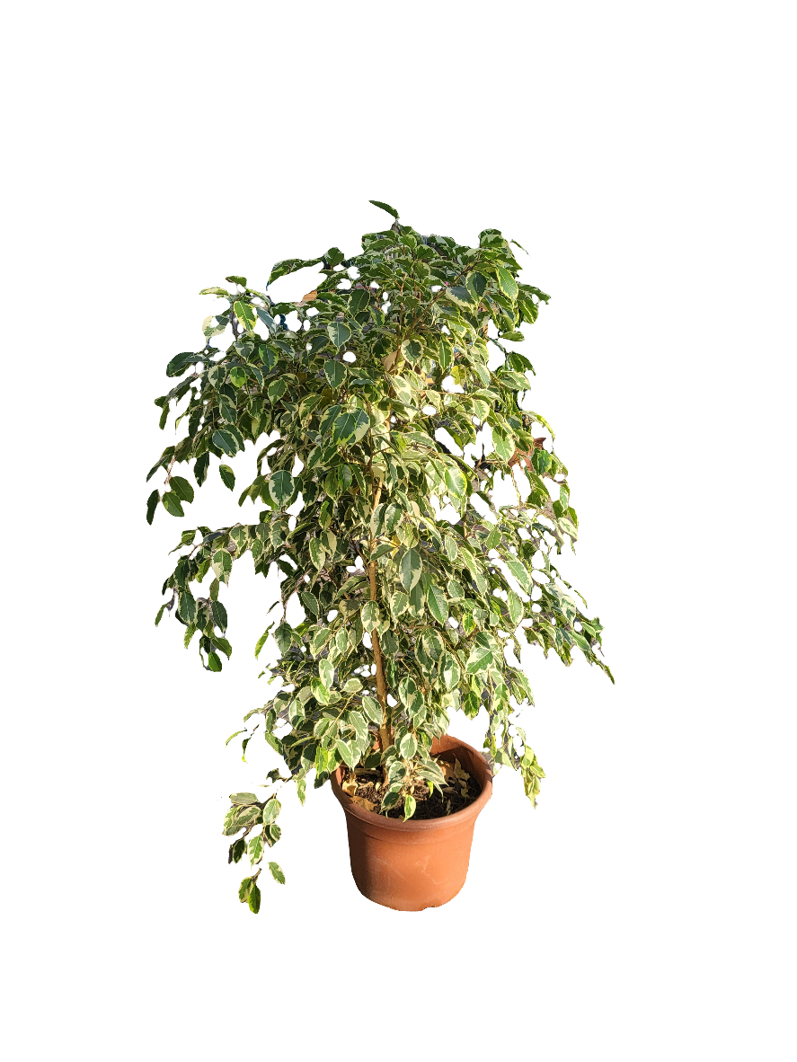 Planta Ficus Benjamina, foto 6 – Artecultivos