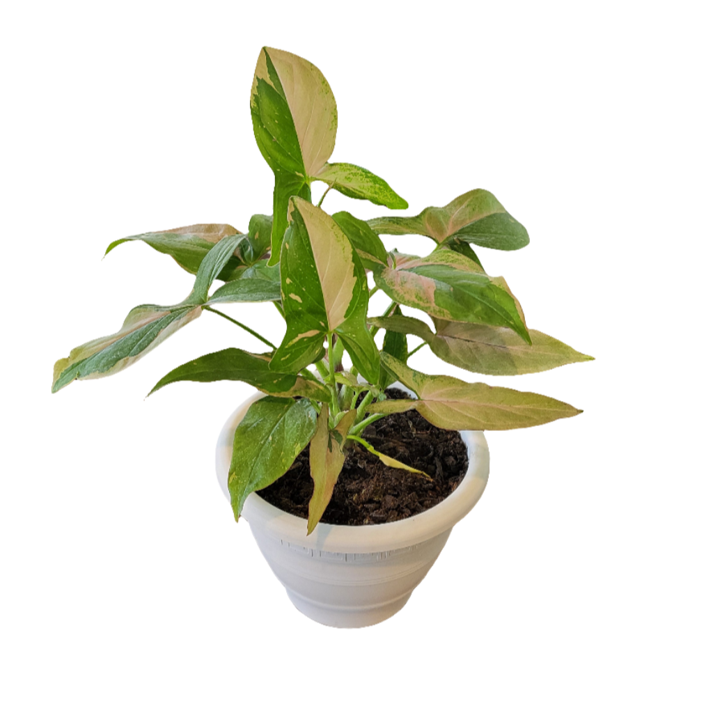 Planta Singonio, foto 5 – Artecultivos