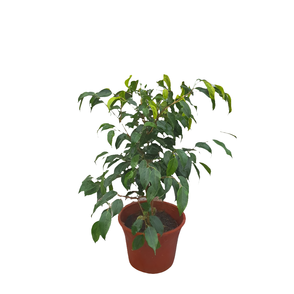 Planta Ficus Benjamina, foto 3 – Artecultivos