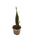 Sansevieria (lengua de suegra)