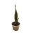 Sansevieria (lengua de suegra)