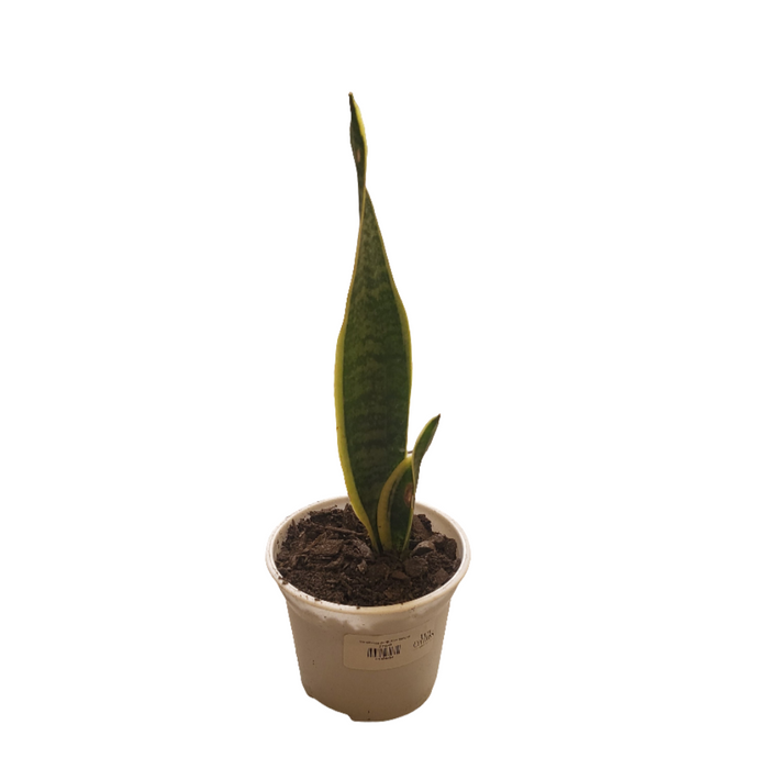 Sansevieria (lengua de suegra)