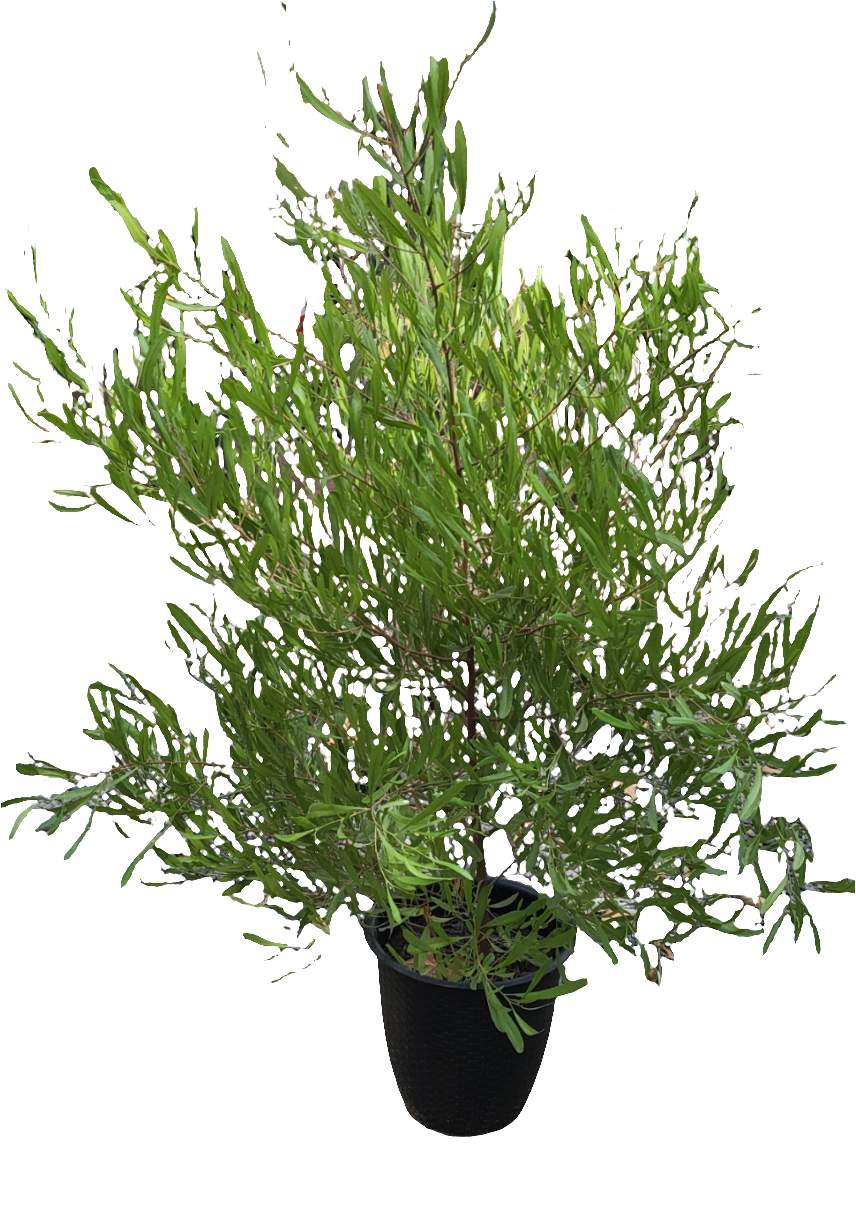 Stenocarpus