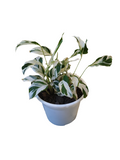 Calathea White Fusion