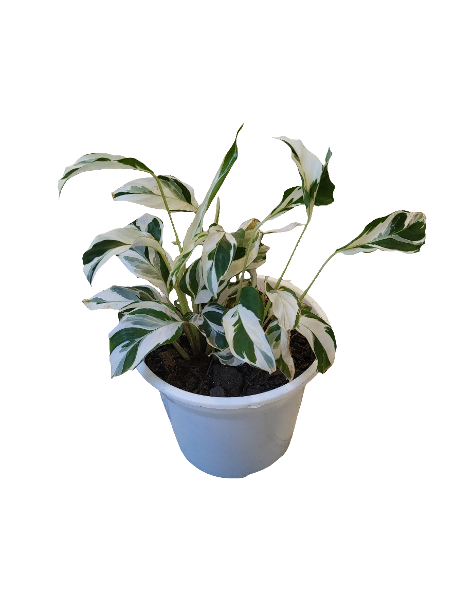 Calathea White Fusion