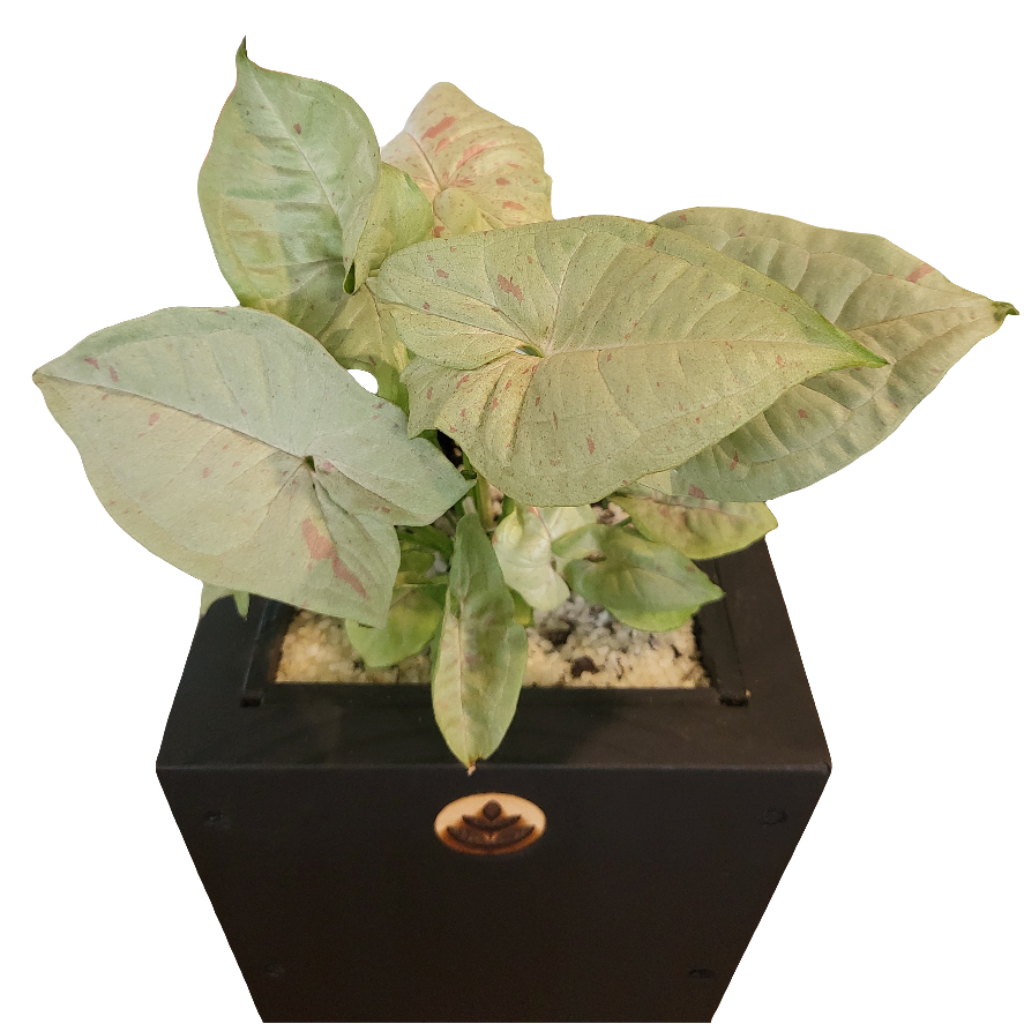 Planta Singonio, foto 4 – Artecultivos