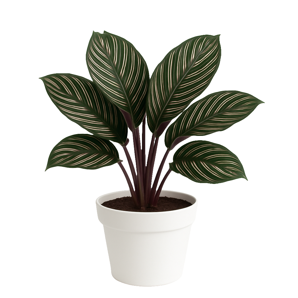 Planta Calathea ornata – Artecultivos