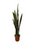 Sansevieria (lengua de suegra)